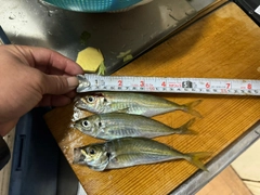 アジの釣果