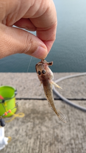 ハゼの釣果