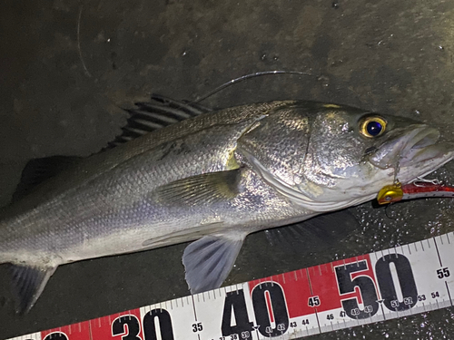 シーバスの釣果