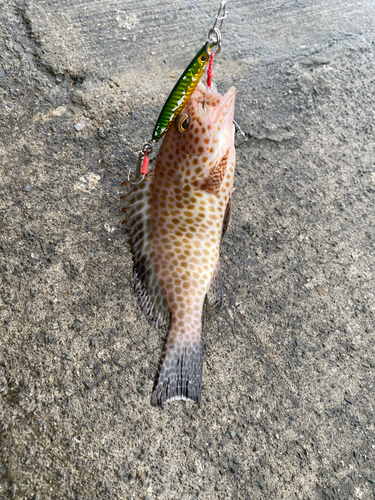 オオモンハタの釣果