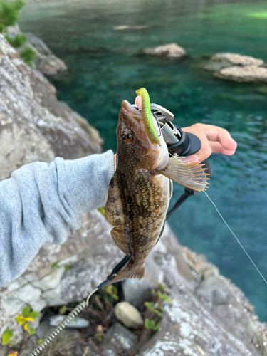 アイナメの釣果