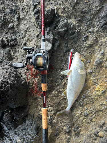 ショゴの釣果