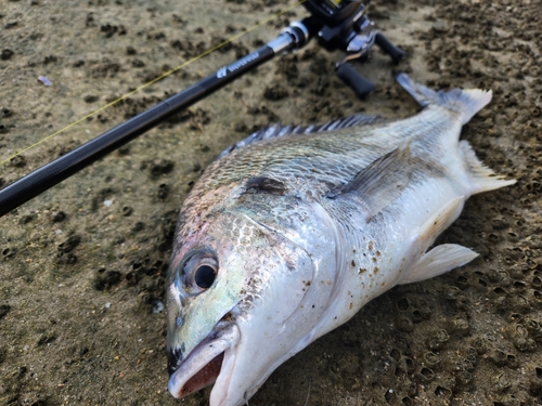 キビレの釣果