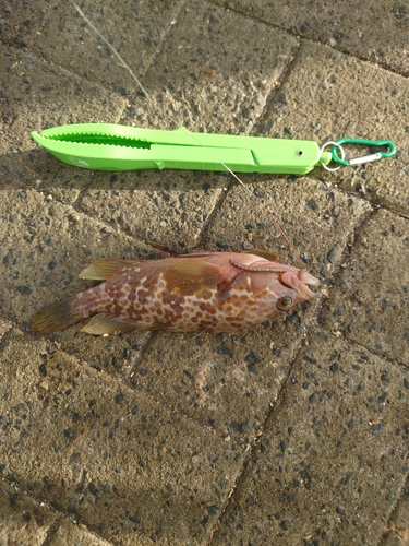 オオモンハタの釣果