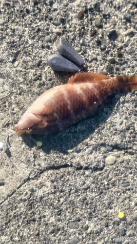 アカササノハベラの釣果