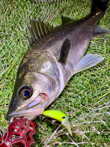 スズキの釣果