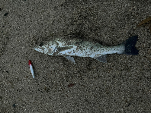 スズキの釣果