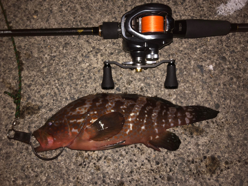 アズキハタの釣果