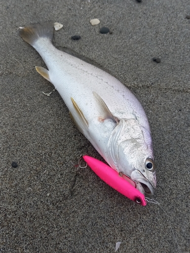 ニベの釣果