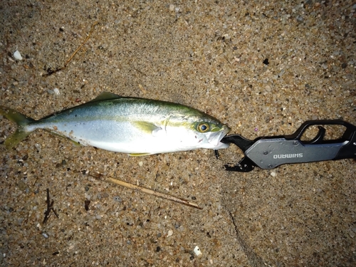 ツバスの釣果