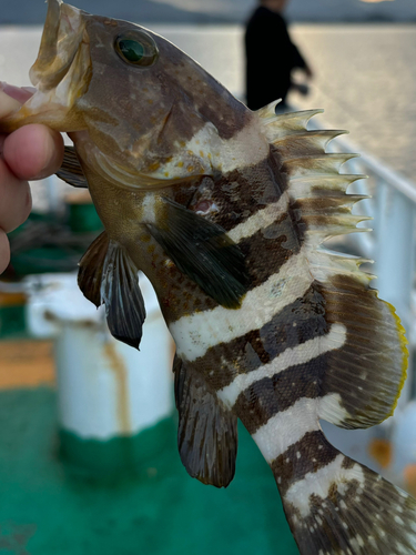 アオハタの釣果