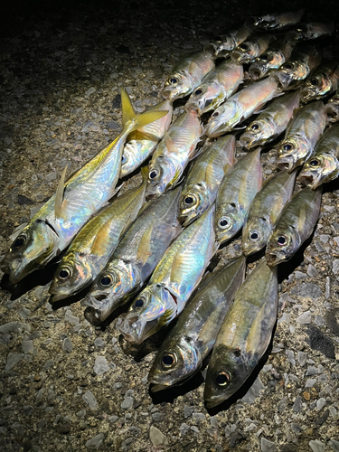 アジの釣果