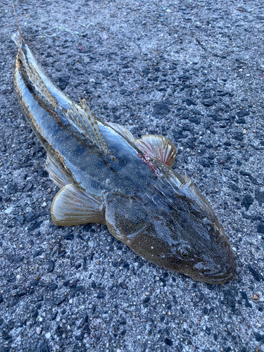 マゴチの釣果