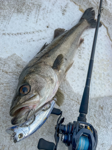 シーバスの釣果