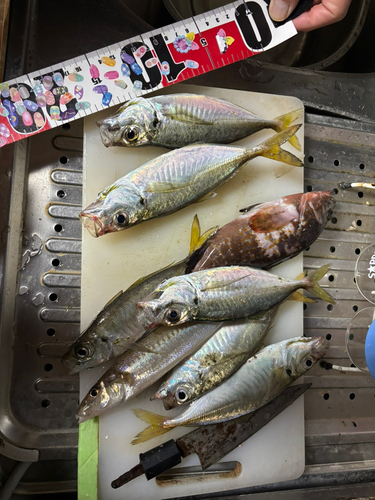 アジの釣果