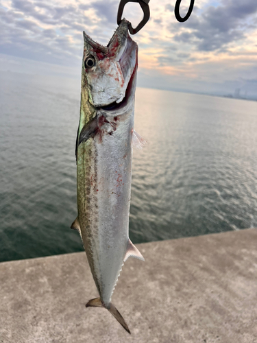 サゴシの釣果