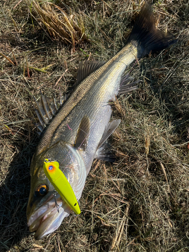 シーバスの釣果