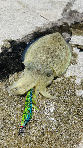 コウイカの釣果