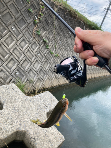 カワムツの釣果