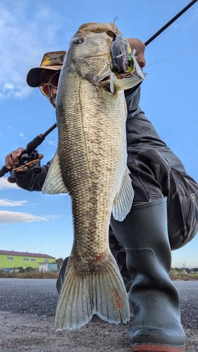 ブラックバスの釣果