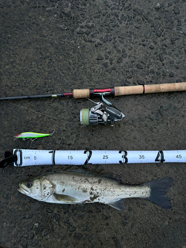 シーバスの釣果