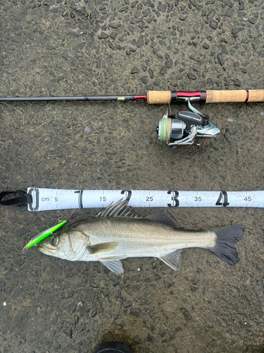 シーバスの釣果