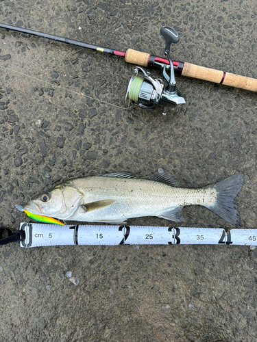 シーバスの釣果