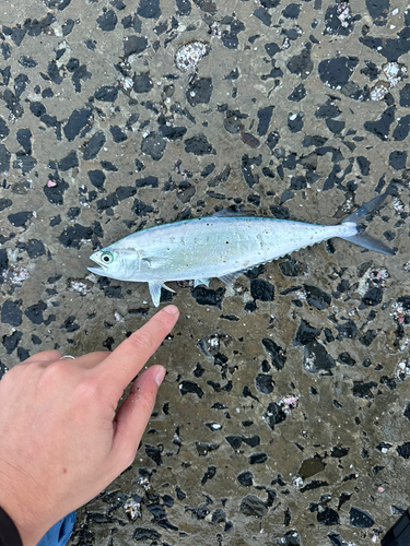 イケカツオの釣果