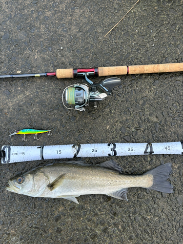 シーバスの釣果