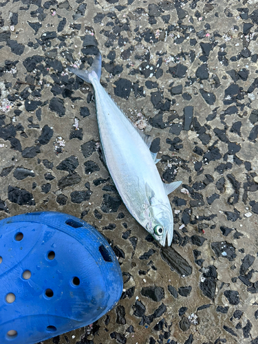 イケカツオの釣果