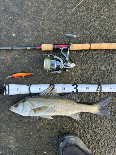 シーバスの釣果