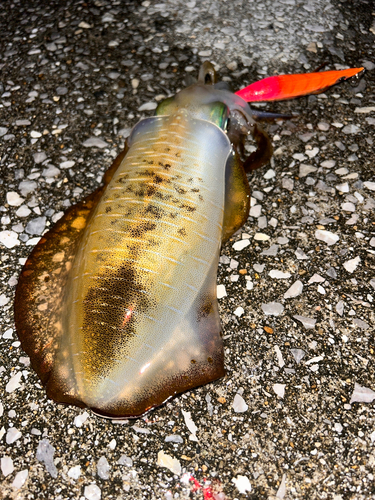 モイカの釣果