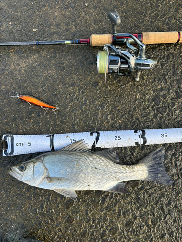 シーバスの釣果