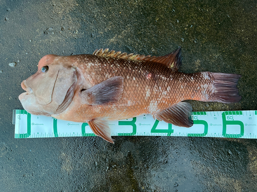 コブダイの釣果