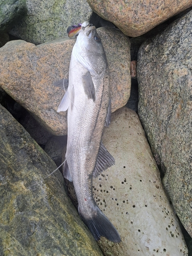 シーバスの釣果