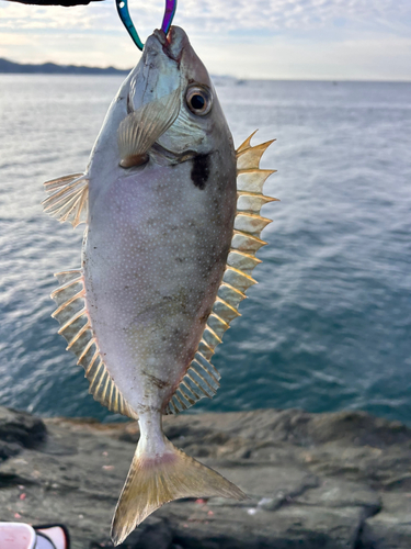 アイゴの釣果