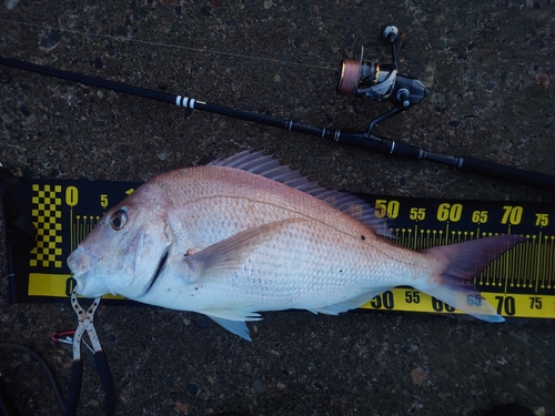 マダイの釣果