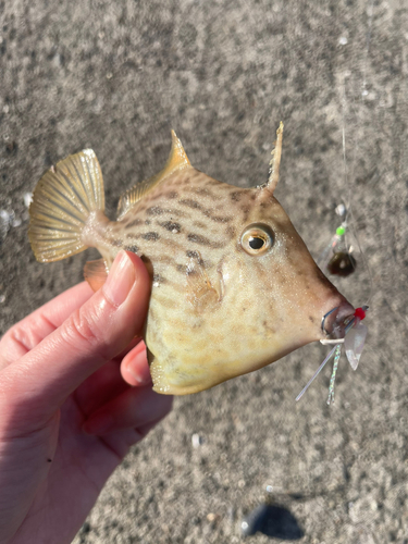 カワハギの釣果