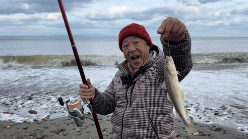 コマイの釣果