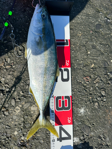 ハマチの釣果