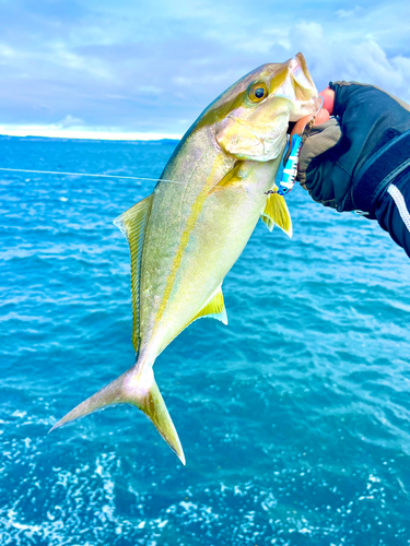 ネリゴの釣果