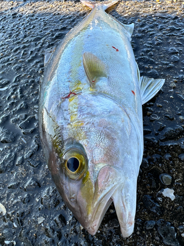 ネリゴの釣果