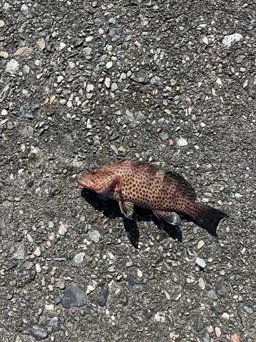 オオモンハタの釣果