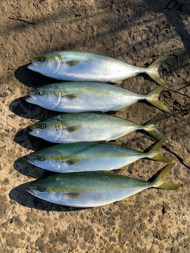 イナダの釣果