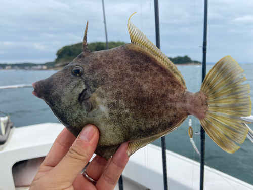 カワハギの釣果