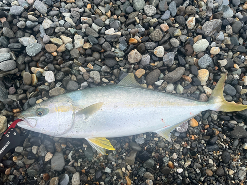 ヒラマサの釣果