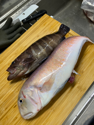 シロアマダイの釣果