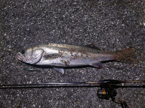 スズキの釣果