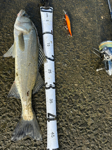 シーバスの釣果