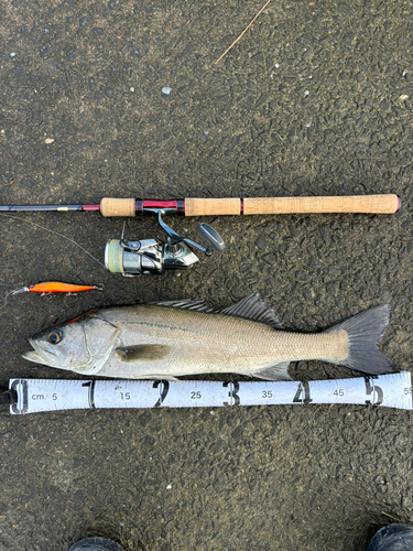 シーバスの釣果